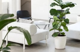 How to care for your cotton.